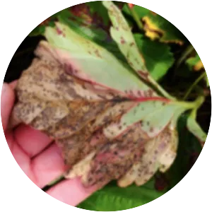 Xanthomonas fragariae