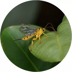 Xanthopimpla punctata