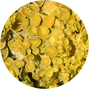Xanthoria