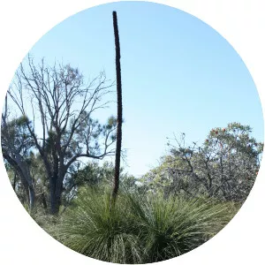 Xanthorrhoea preissii