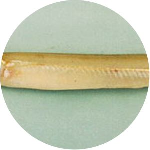 Xenentodon cancila - 