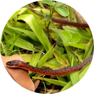 Xenopholis undulatus - 