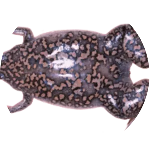 Xenopus