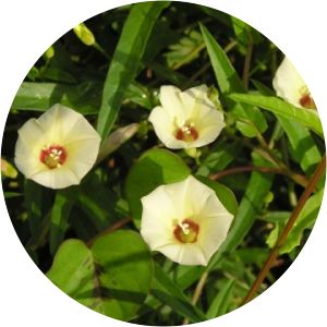 Xenostegia tridentata - 