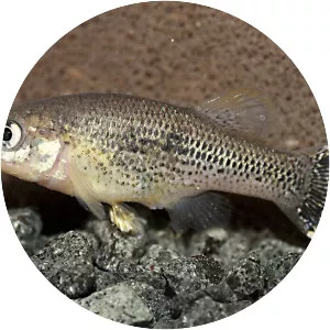 Xenotaenia resolanae