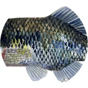 Xenotoca melanosoma - 