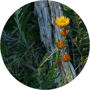 Xerochrysum subundulatum