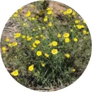 Xerochrysum viscosum