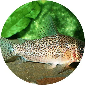 Xingu corydoras