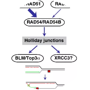 XRCC3 - Protein