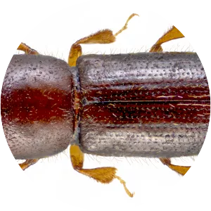 Xyleborinus saxeseni