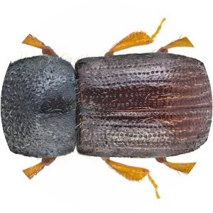 Xyleborus dispar