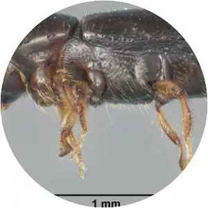 Xyleborus glabratus