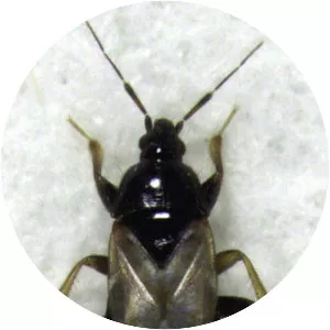 Xylocoris flavipes