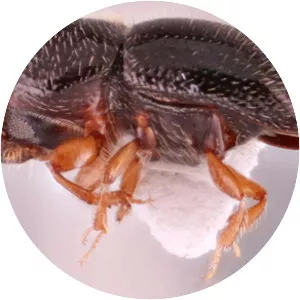 Xylosandrus compactus