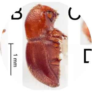 Xylosandrus crassiusculus