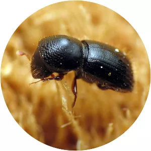 Xylosandrus germanus