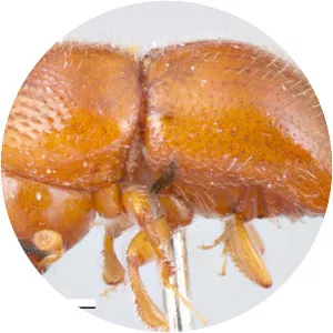 Xylosandrus morigerus - 