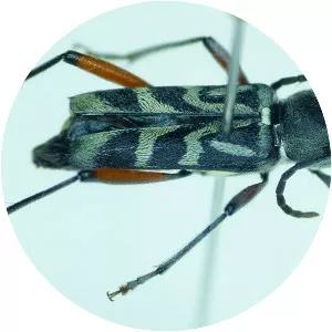 Xylotrechus quadripes