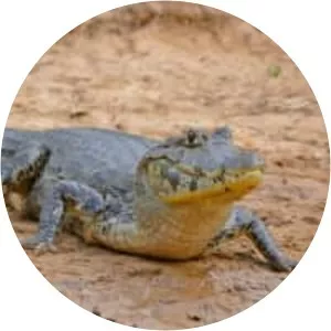 Yacare caiman (Yakare Kayman)