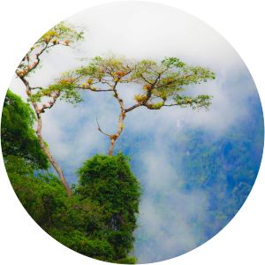 Yanachaga–Chemillén National Park - 