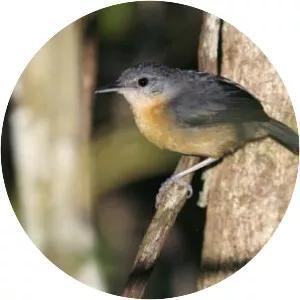 Yapacana antbird - Bird