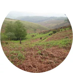 Yarner Wood & Trendlebere Down - 