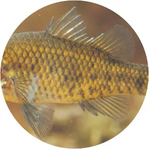Yarra pygmy perch