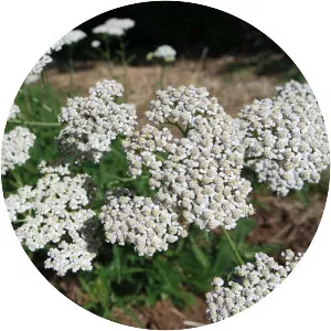 Yarrow