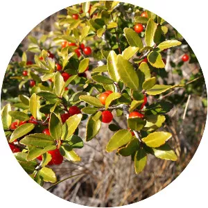 Yaupon holly - Plants