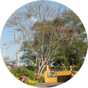 Yautepec de Zaragoza