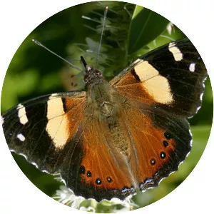 Yellow admiral - 