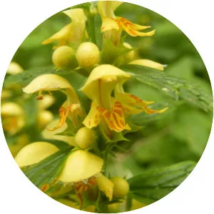 Yellow archangel - Plants