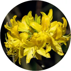Yellow azalea - 