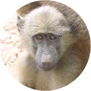 Yellow baboon
