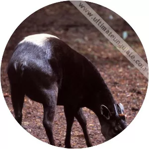 Yellow-backed duiker - Animal