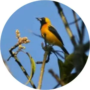 Yellow-backed oriole - Bird