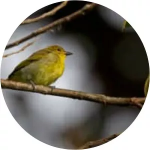 Yellow-backed tanager - Bird