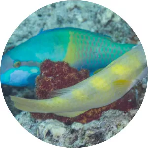 Yellow-barred Parrotfish - Fish