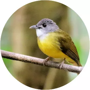 Yellow-bellied bulbul