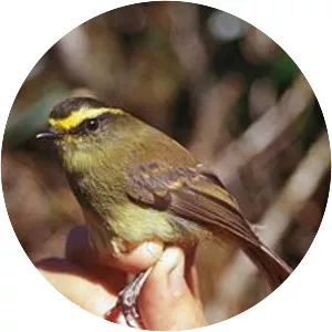 Yellow-bellied chat-tyrant