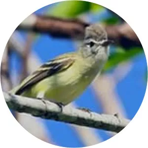 Yellow-bellied elaenia - Bird