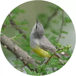 Yellow-bellied eremomela - 