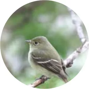 Yellow-bellied flycatcher