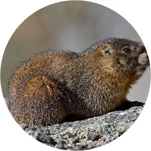 Yellow-bellied marmot