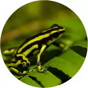 Yellow-bellied poison frog