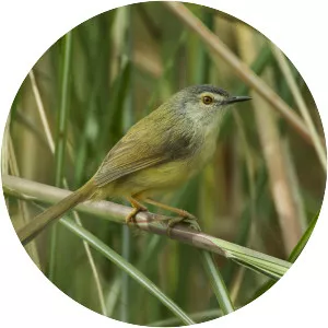 Yellow-bellied prinia