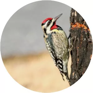 Yellow-bellied sapsucker photograph