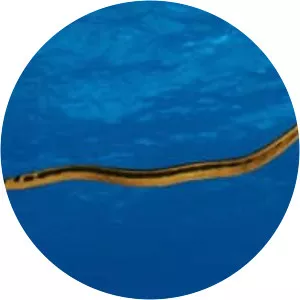 Yellow-bellied sea snake