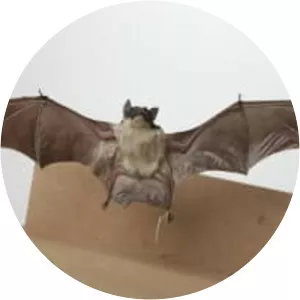 Yellow-bellied sheath-tailed bat - Animal